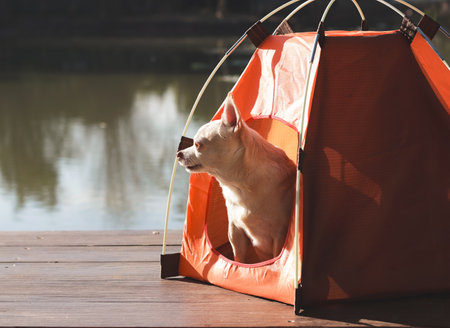Portrait of brown short hair Chihuahua dog sitting in the orange camping tent outdoor in morning sunlight,looking sideway.の写真素材