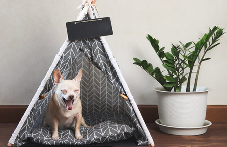 Portrait of sleepy brown Chihuahua dog yawning and sitting in gray teepee tent  on wooden floor with plant pot.の写真素材