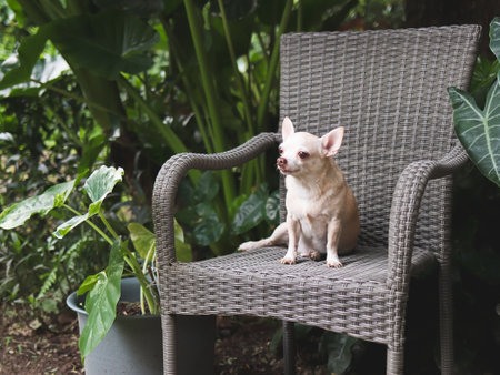 Portrait  of brown short hair Chihuahua dog sitting on gray rattan chair with houseplant in the garden.の写真素材
