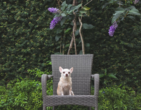 Portrait  of brown short hair Chihuahua dog sitting on gray rattan chair with houseplant in the garden with Purple Wreath flowers.の写真素材