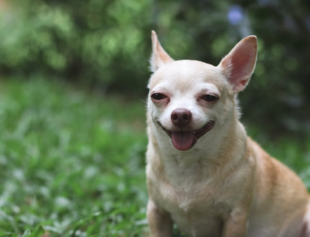 Close up image of a cute brown short hair chihuahua dog, smiling and looking at camera on green garden background with copy space.の写真素材
