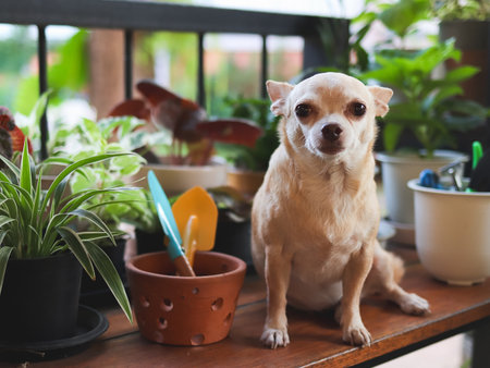 Portrait of brown short hair Chihuahua dog sitting on wooden table  with houseplants in plant pots  and gardening tools, looking at camera.の写真素材