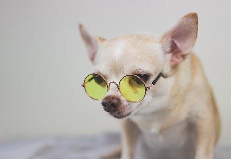 Close up image of  brown short hair Chihuahua dog wearing yellow eyeglasses sitting on bed with white background.の写真素材