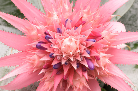 Close up Pink bromeliad flower  (Aechmea fasciata, Bromeliaceae)の写真素材