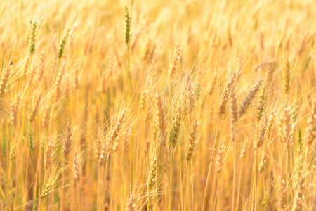 Golden ripe wheat field soft focus