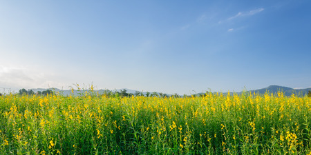 Sunn hemp (Crotalaria juncea) field with clear blue sky.の写真素材