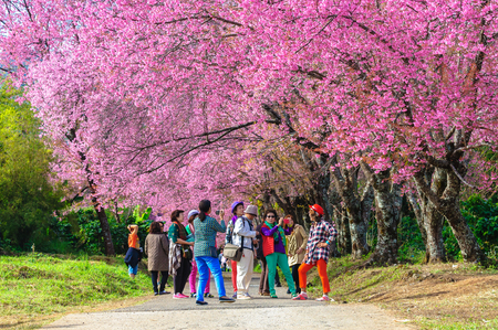 CHIANG MAI THAILANDJanuary16 : The tourists admiring the beautiful cherry blossom tree garden on January 16 2015 Chiang Mai Thailand.のeditorial素材