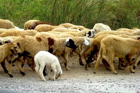 Group of goats in livestock farm from local of Thailand の写真素材