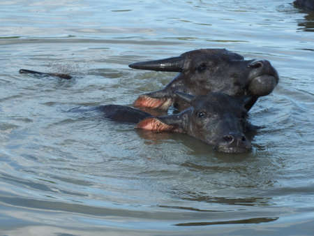 buffaloの写真素材
