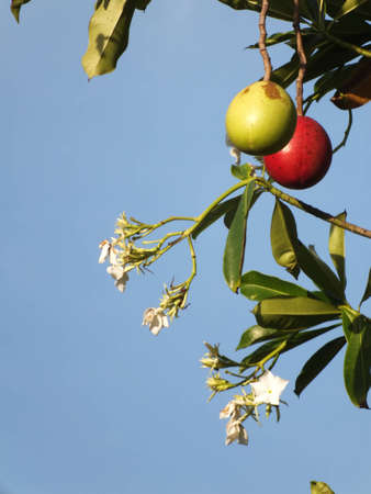 Suicide tree   Pong-pong  の写真素材