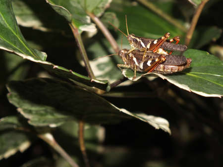 grasshopper