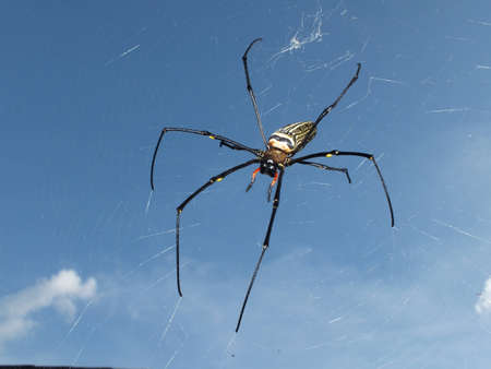 spiderの写真素材