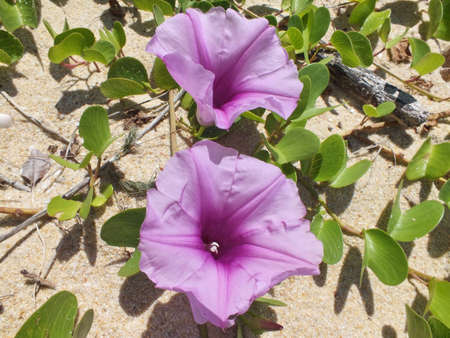 Beach Morning Gloryの写真素材