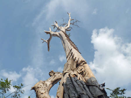 dry tree