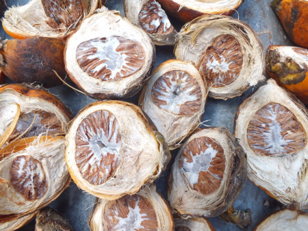 betel palm fruitの写真素材