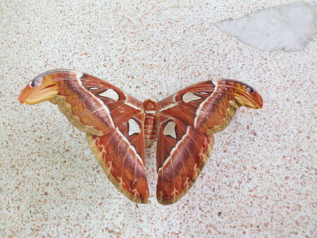 giant butterfly in thailand localのeditorial素材