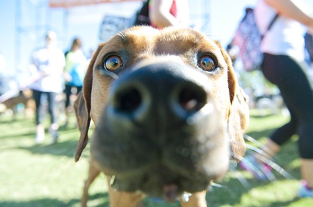 Selective focus on eyes of Close up of Brown Dog looking directly into camera with funny distorted nose.の写真素材