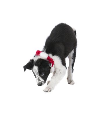 Black and white puppy in holiday collar isolated on white backdrop with copyspaceの写真素材