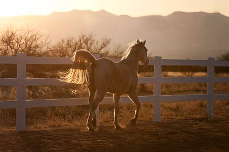 Backlit Horse Trotting at Sunset.の写真素材