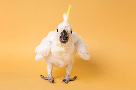 Baby Sulfur Crested Cockatoo on Yellowの写真素材