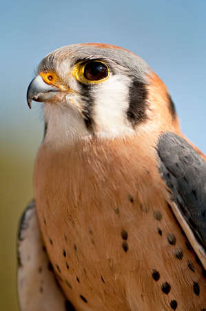 Close up of Male American Kestrel looking at camera outdoors.の写真素材