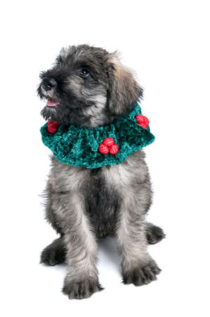 Giant Schnauzer Puppy wearing Holiday Collar Isolated on White.の写真素材