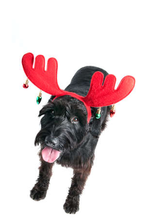 Dog with Reindeer Antlers looking at Camera isolated on white.の写真素材
