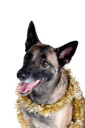German Shepherd Dog Wrapped in Gold Holiday Tinsel Isolated on White.の写真素材