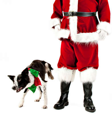 Dog Lifts Leg to Pee on Santa Claus Isolated on White.の写真素材
