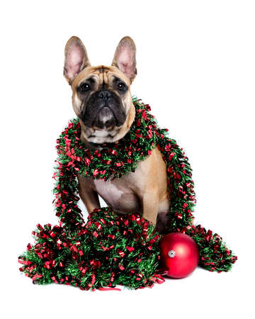 Dog Wrapped up in Holiday Tinsel Looking at Camera Isolated on White.の写真素材