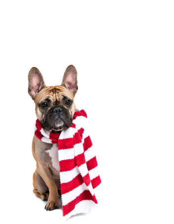 French Bulldog in Red and White Holiday Scarf Isolated on White Background.の写真素材
