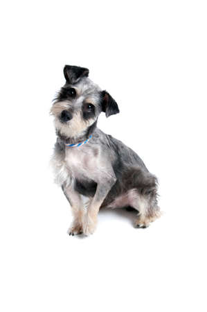 Cute Dog with Head Tilted Looking at the Camera Isolated on White.の写真素材