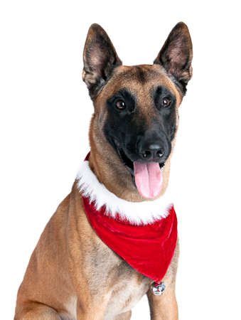 German Shepherd Dog with Holiday Scarf Isolated on White.の写真素材