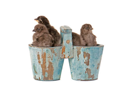 Multiple Baby chicks sitting in wooden planter pot isolated on white with copy space.の写真素材