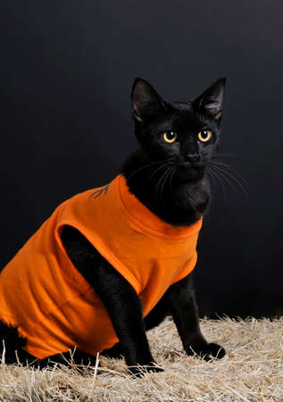 Black Cat with Orange Halloween Costume stares toward camera isolated on black.の写真素材