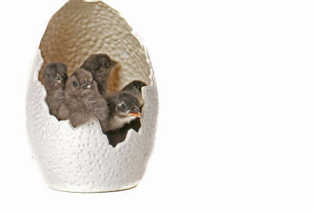 Baby black chicks in giant plastic egg isolated on white with copy space.の写真素材