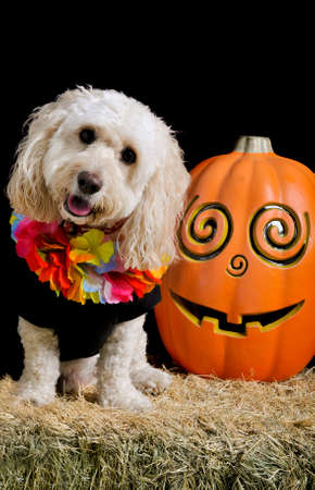 A cute white poodle mix sits on a bale of hay next to a jack-o-lantern smiling and looking at the camera wearing a halloween costume with head tilted.の写真素材
