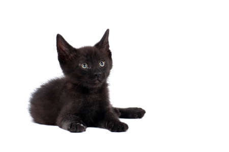 Black Kitten Laying on White Backdrop looking up with copy space.