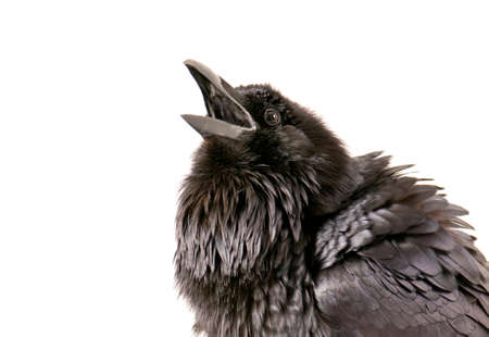 Common Raven with beak open in rouse isolated on white with copy space.の写真素材
