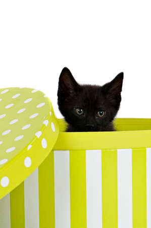 A small black kitten looks over the edge of a colorful box at the camera isolated on white with copy space.の写真素材