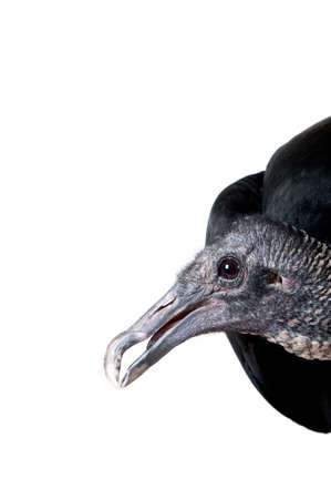 Funny Closeup headshot of a Black Vulture peeking into the frame isolated on white looking at the camera with copy space.の写真素材