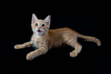 Orange and white Kitten Looking Surprised Isolated on Black with copy space.の写真素材