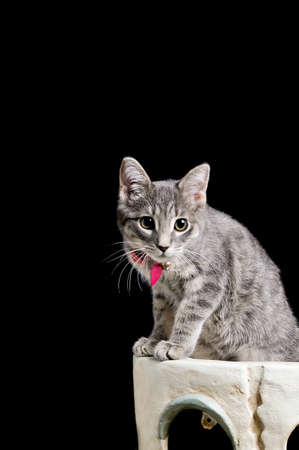 Cute gray young kitten sitting in Halloween prop staring at camera isolated on black with copy space.の写真素材