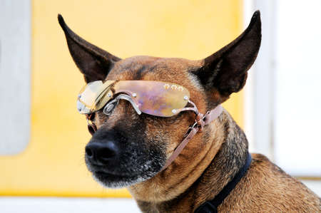 Closeup of brown dog with sunglasses on lifeguard stand.の写真素材