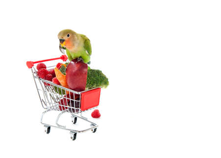 Peach-Faced Lovebird Perched on Shopping Cart filled with Fresh Fruit and Vegetables