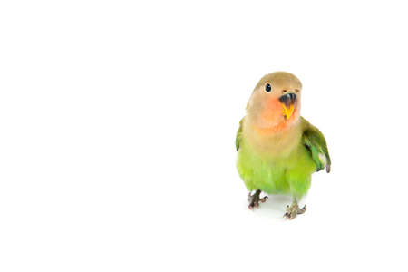 Peach-Faced Lovebird on White Backdrop with Focus on Eyeの写真素材