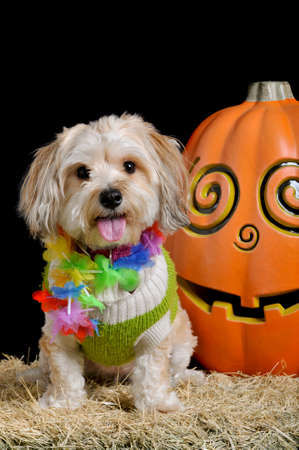 Cute small dog in halloween costume sitting next to a smiling pumpkin isolated on black looking straight at the camera.の写真素材
