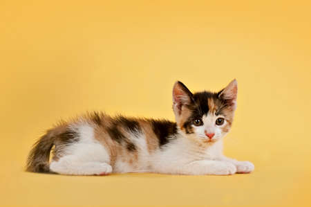 Young tri-color kitten laying on yellow backdrop looking at camera.の写真素材