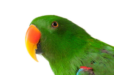 Green Male Eclectus Parrot isolated on white looking at cameraの写真素材
