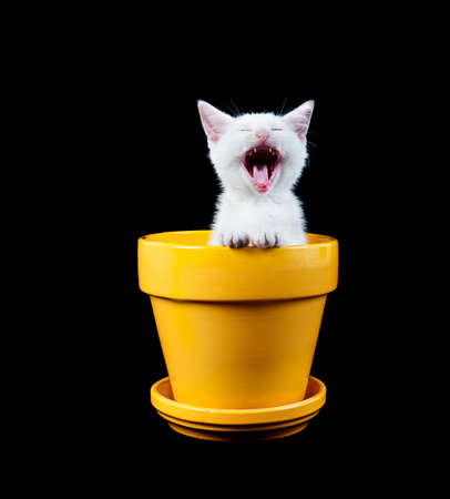 White Kitten Sitting In Yellow Pot Yawning or meowing.の写真素材
